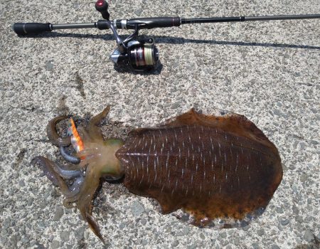 先週に引き続きエギング